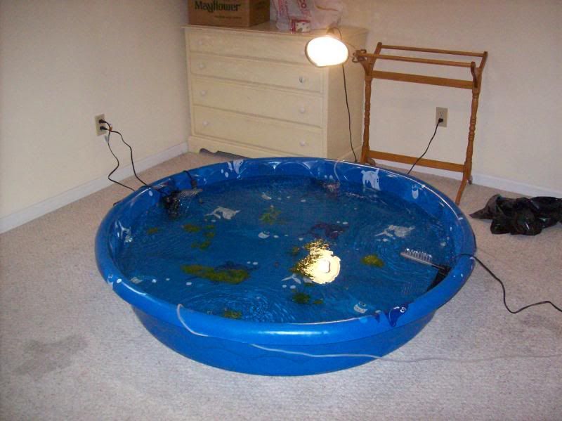 Breeding fish in kiddie pools and stock tanksII Tropical Fish Keeping